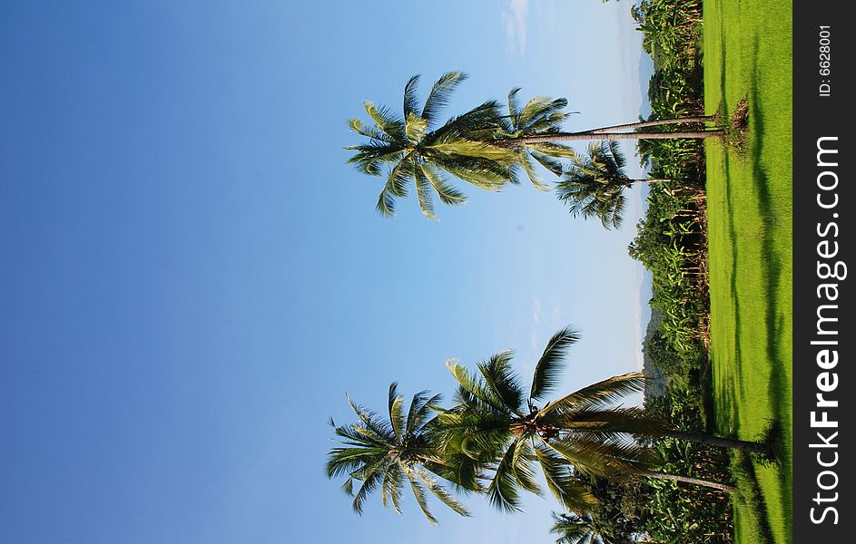 A tropical field in Thailand, with rice plants, banana trees and coconut palms set against an intensely blue sky. A tropical field in Thailand, with rice plants, banana trees and coconut palms set against an intensely blue sky.