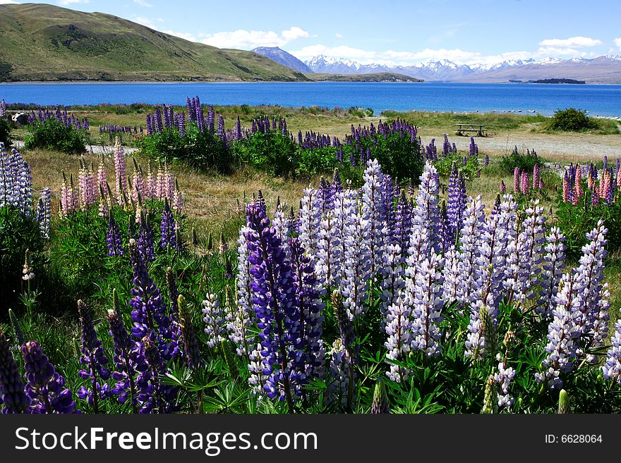 Lavender by lake Tekapo, new zealand, 200711, . Lavender by lake Tekapo, new zealand, 200711,