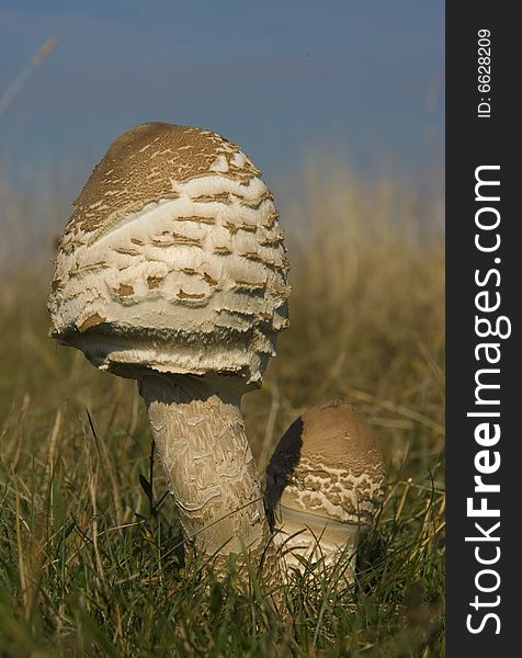 Closeup picture about two edible mushrooms in the forest