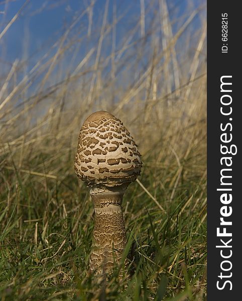 Closeup picture about two edible mushrooms in the forest