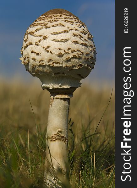 Closeup picture about an edible mushroom in the forest