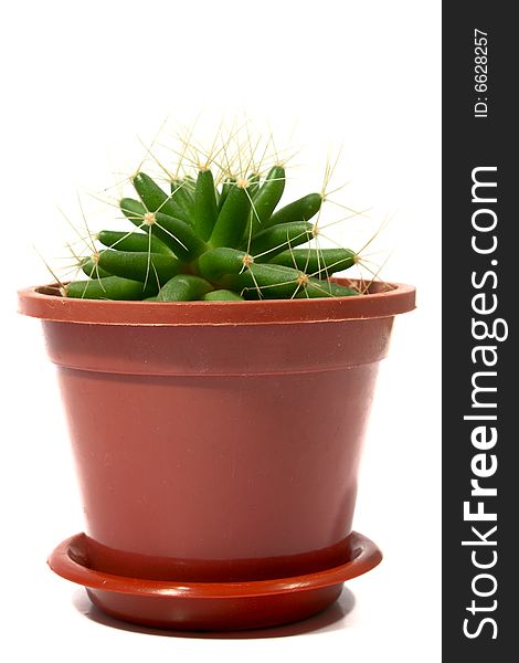 Pot with a cactus