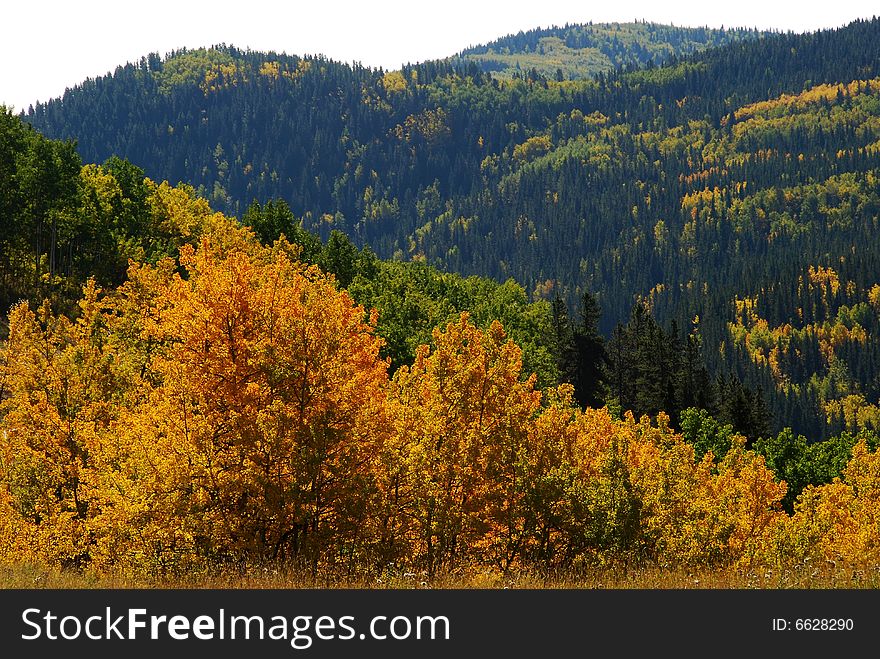 Beautiful color of autumn in Sheep river valley Provincial park Alberta Canada