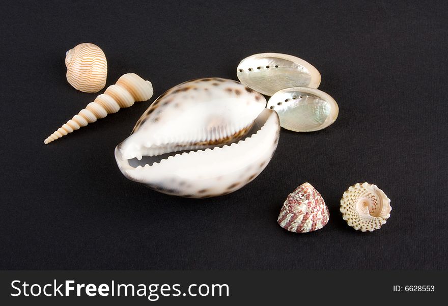 Sea shells close-up isolated on dark background