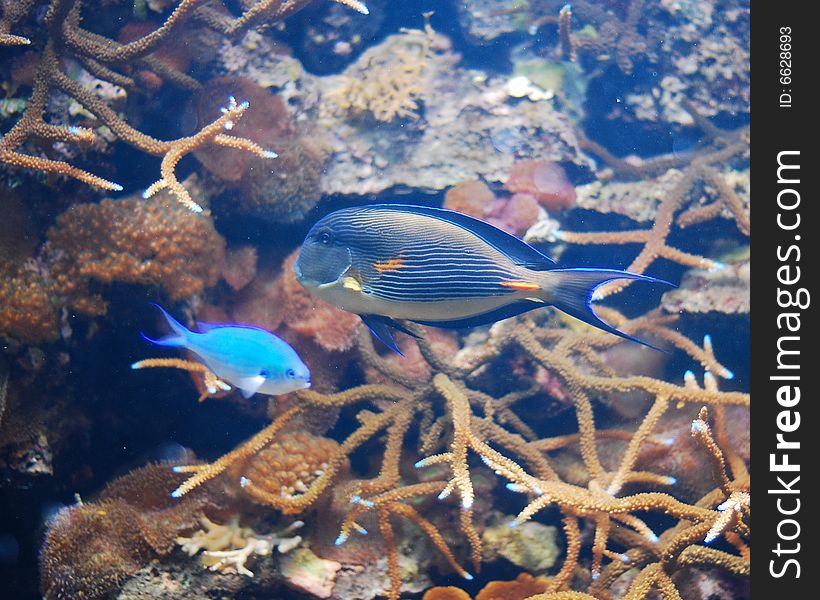 This is a shot of some fish in an aquarium. This is a shot of some fish in an aquarium.