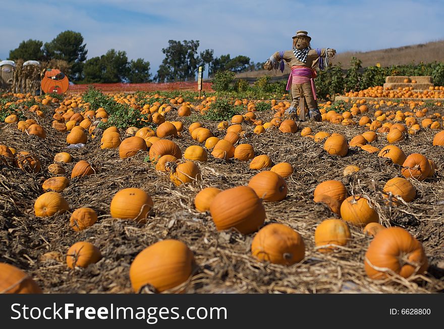 A local pumpkin patch with a scarecrow