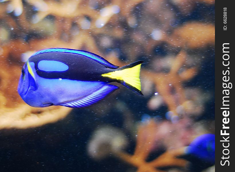 This is a shot of a fish in an aquarium.