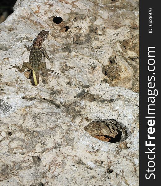 Green lizard on a rock