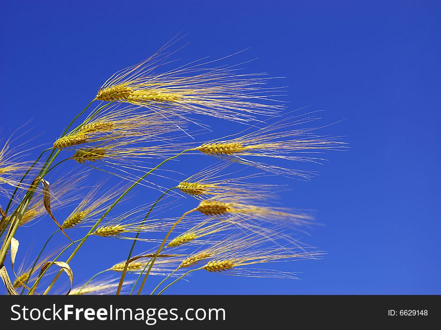 Wheat ears against the blue  sky