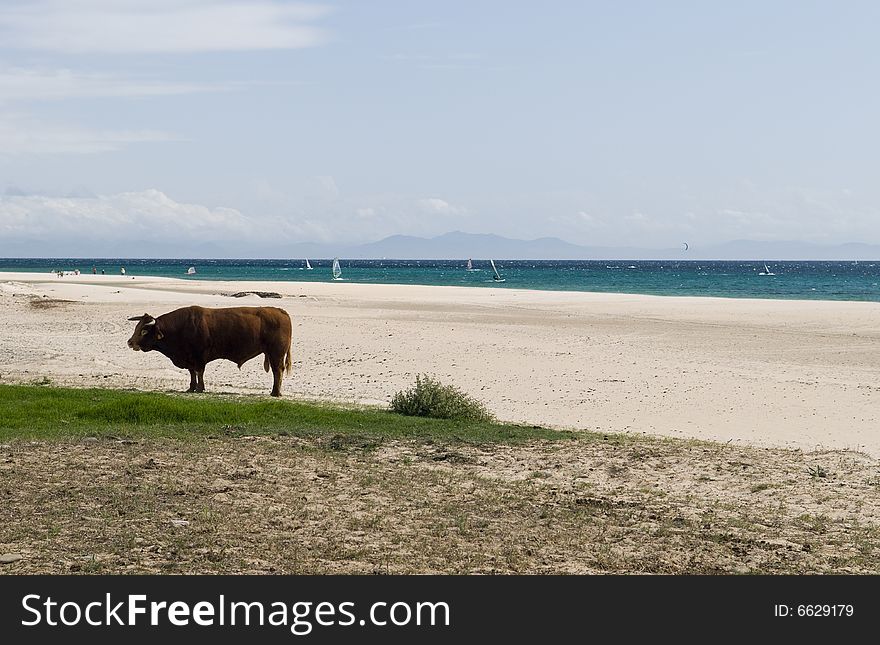 An abstract beach view with bull on a andalusian beach