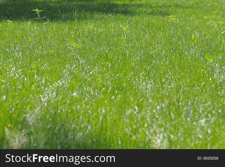 Green grass on the lawn. Narrow depth of field.