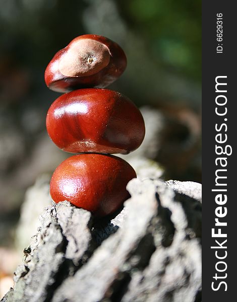 Chestnuts on forest road in stump. Chestnuts on forest road in stump