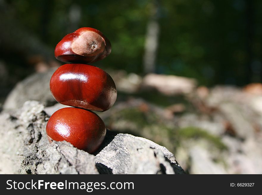 Chestnuts On Stump2