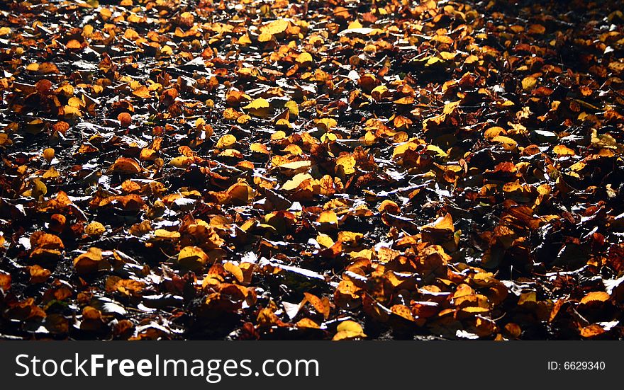 Foliage in forest in autumn