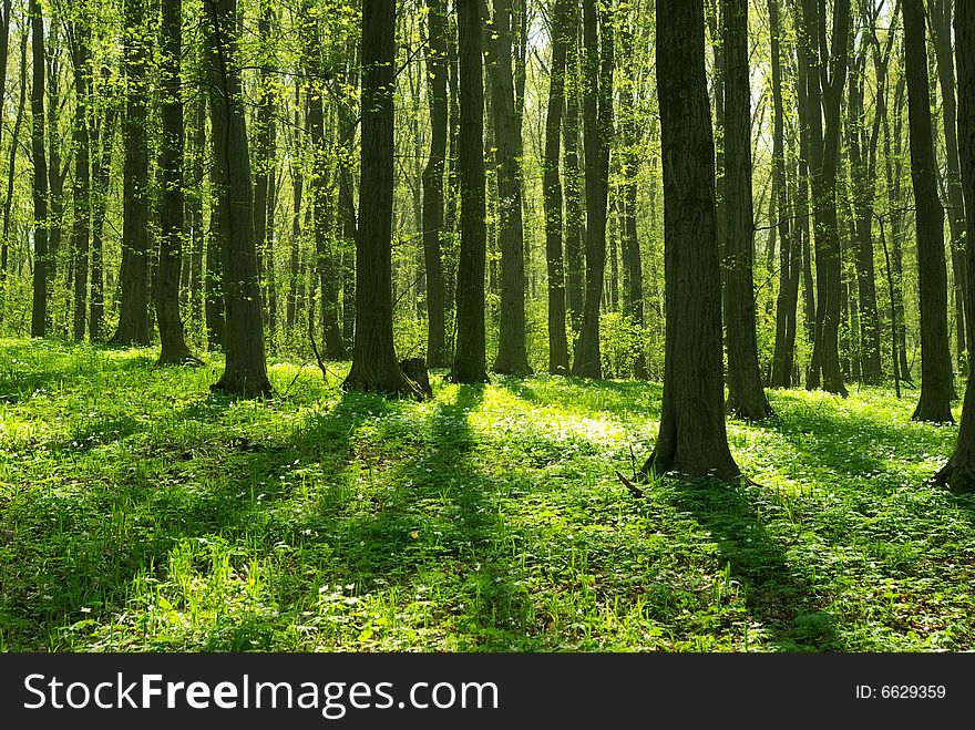 Breathtaking view as the sun shines through the forest on a misty day