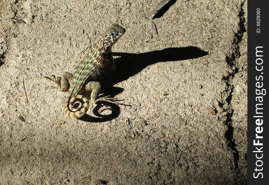 Green lizard on a rock