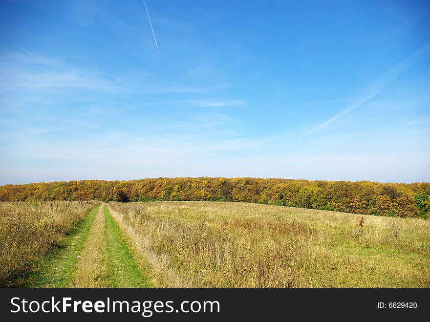 Path in the field anchorwoman to the forest