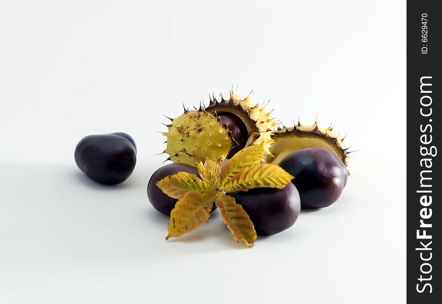 Some conkers with paring and leaf on white background