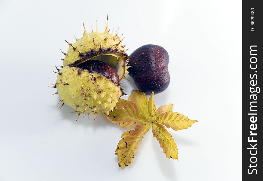 Some conkers with paring and leaf on white background