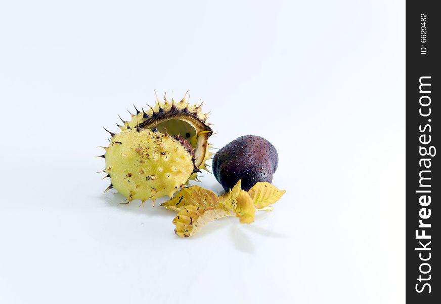Some conkers with paring and leaf on white background