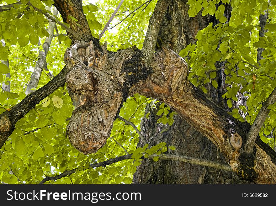 Thousand years old linden tree, Collm (near Oschatz), Saxony, Germany. Thousand years old linden tree, Collm (near Oschatz), Saxony, Germany