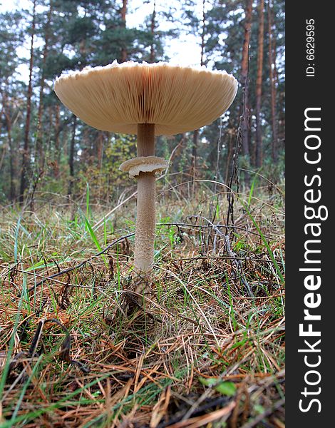 Mushroom In Autumn Forest