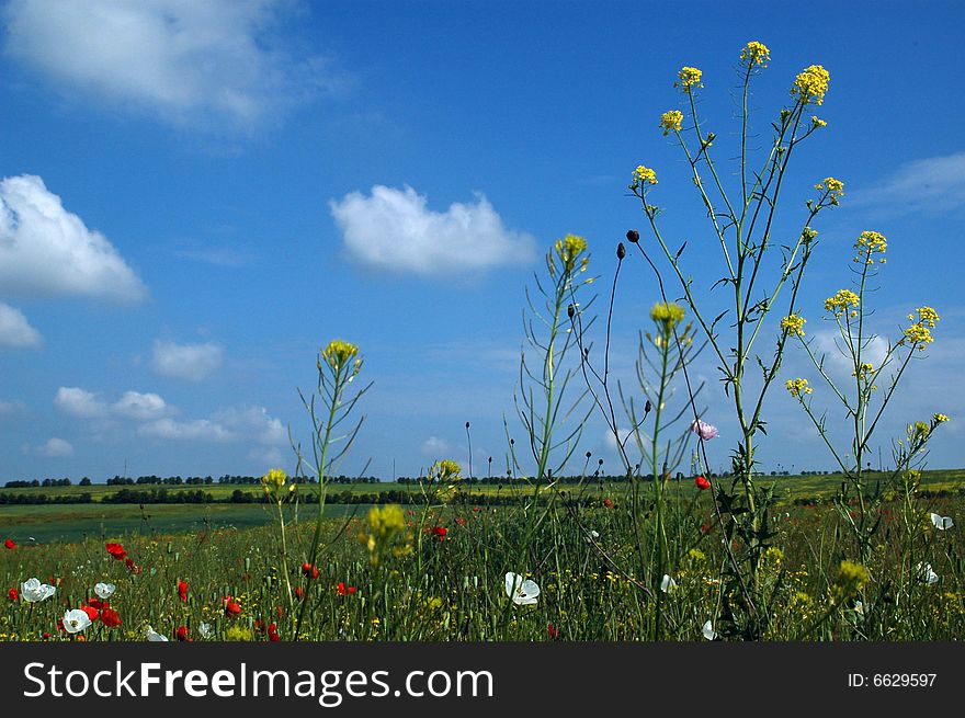 The field with flowers and the blue sky