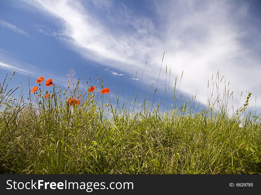Flower meadow with poppy and sky arrow