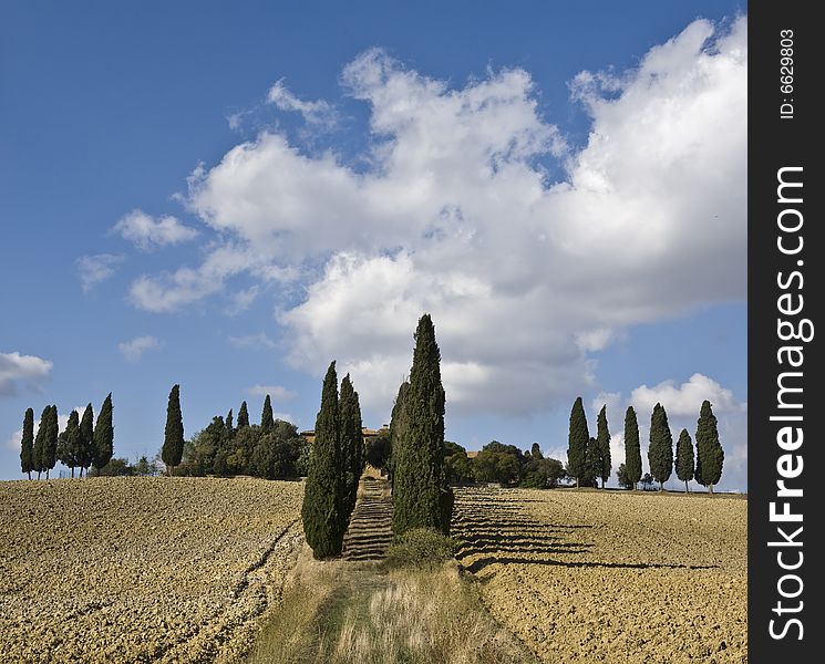 Tuscan Landscape, cypress on the hill