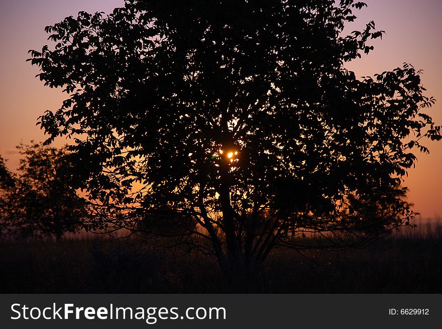 Tree at the sunset background