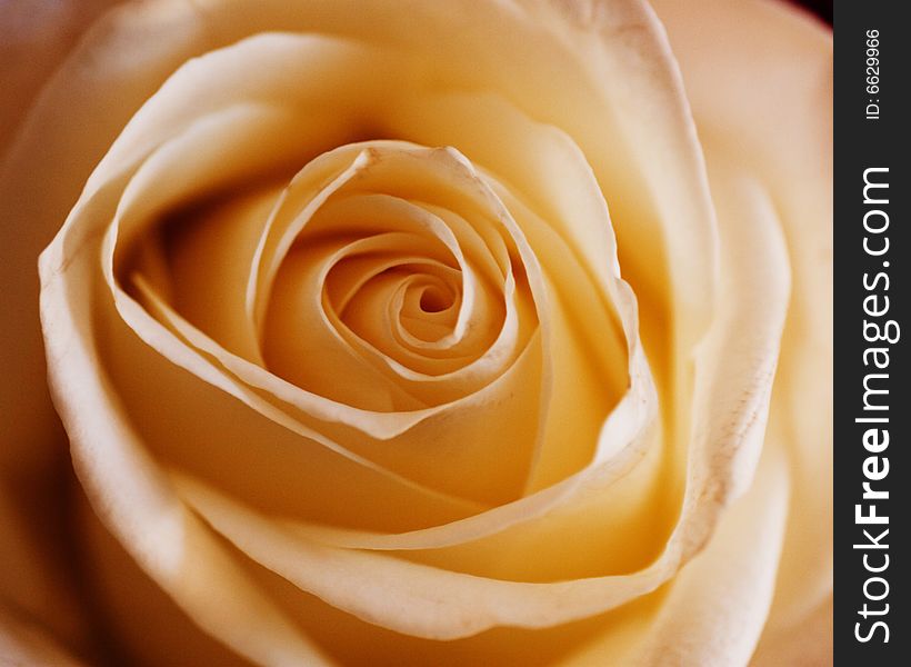 Single Orange Coloured Blossom Rose, Focus On Centre, close-up. Single Orange Coloured Blossom Rose, Focus On Centre, close-up