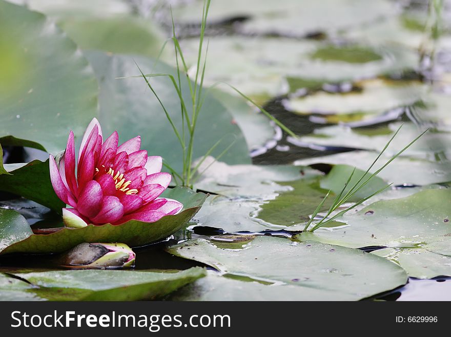 Lotus flower floating in the lake. Narrow depth of field. Lotus flower floating in the lake. Narrow depth of field.