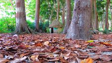 Thatched Hut Between Trees Royalty Free Stock Image Thatched Hut Between Trees Royalty Free Stock Image