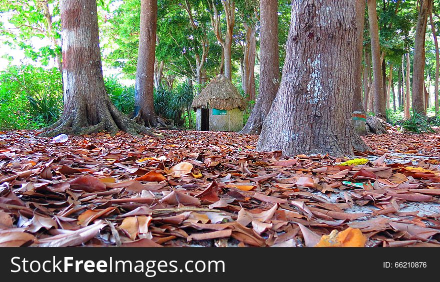 Thatched Hut Between Trees