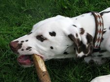 Dog Royalty Free Stock Photos Dog Royalty Free Stock Photos