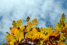 Yellow Autumn Maple Leaves Stock Photo Yellow Autumn Maple Leaves Stock Photo