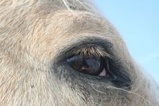 Equine Eye Study - Palomino Horse Royalty Free Stock Image Equine Eye Study - Palomino Horse Royalty Free Stock Image