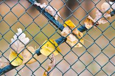 Metal Net Fence Stock Photo Metal Net Fence Stock Photo