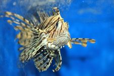Lion Fish Royalty Free Stock Photo Lion Fish Royalty Free Stock Photo