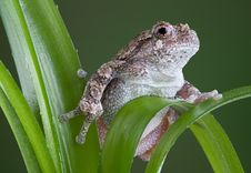 Gray Tree Frog On Green Plant Royalty Free Stock Image Gray Tree Frog On Green Plant Royalty Free Stock Image