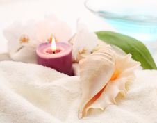 Romantic Shell Stock Images Romantic Shell Stock Images