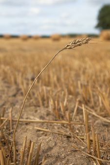 Ear Of Wheat Royalty Free Stock Photo Ear Of Wheat Royalty Free Stock Photo