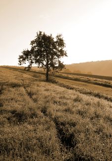 Good Morning Royalty Free Stock Images Good Morning Royalty Free Stock Images