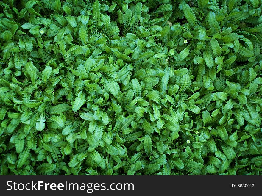 Foliage of dense green ferns