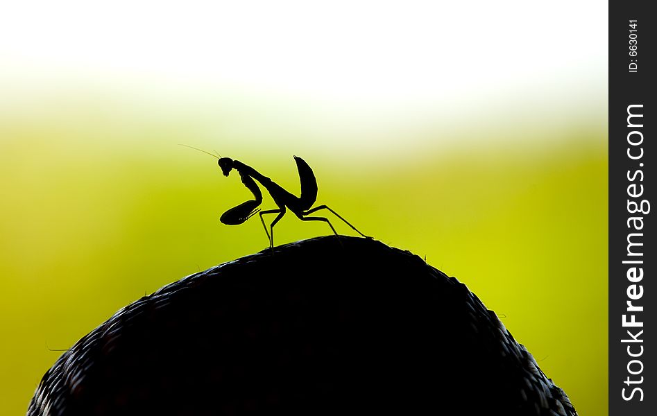 The Praying Mantis sits on a locals hat against green background