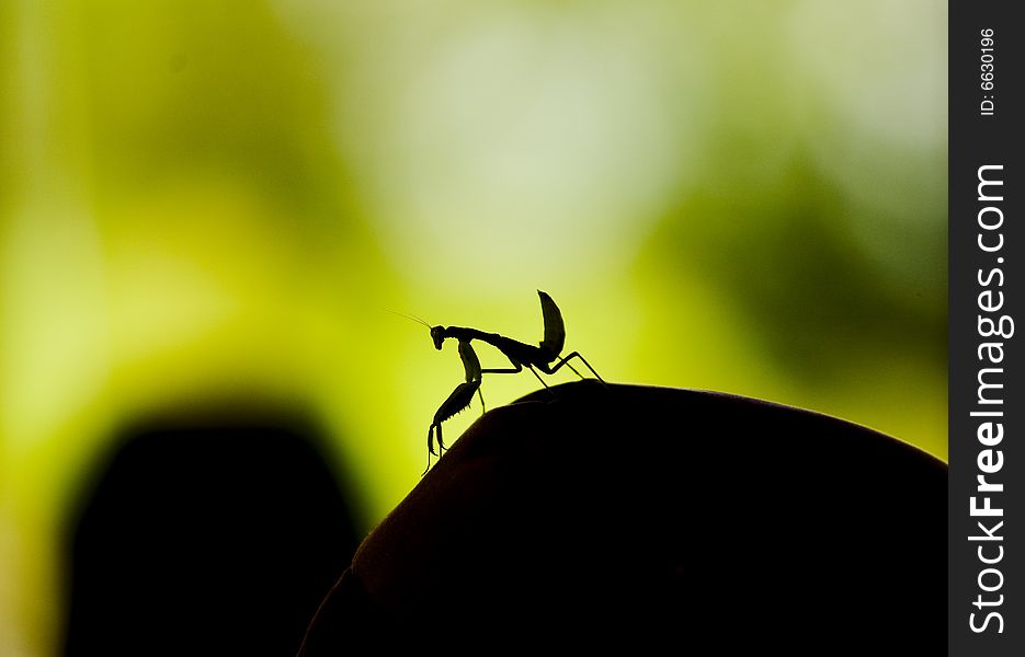 Praying mantis against a bright green background,
