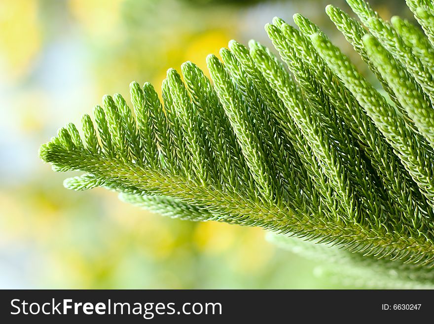 Close-up of very green pine needles with shallow depth of field. Close-up of very green pine needles with shallow depth of field.