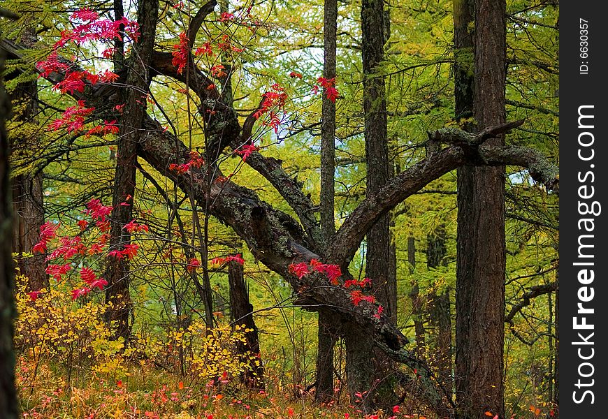 Rowanberry In Autumn Wood