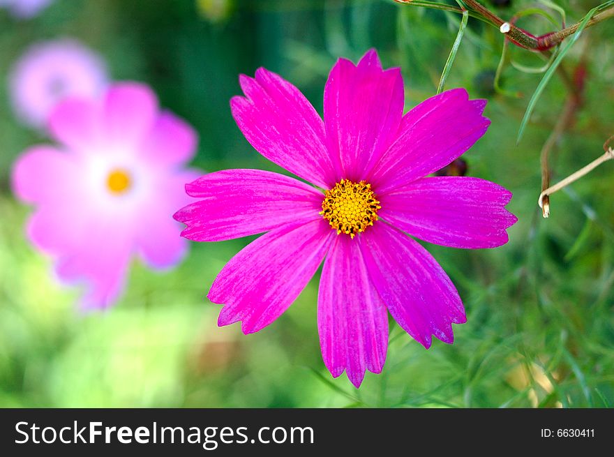 Pink cosmos flower with blurred (defocused) green background. Pink cosmos flower with blurred (defocused) green background.