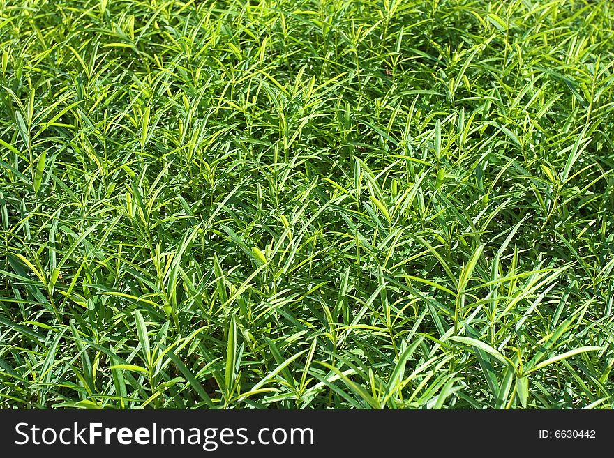 Bush close-up. Focus on lower part of image.